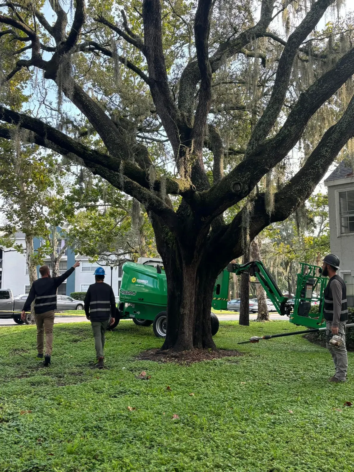 Mature Florida oak prepared for tree work