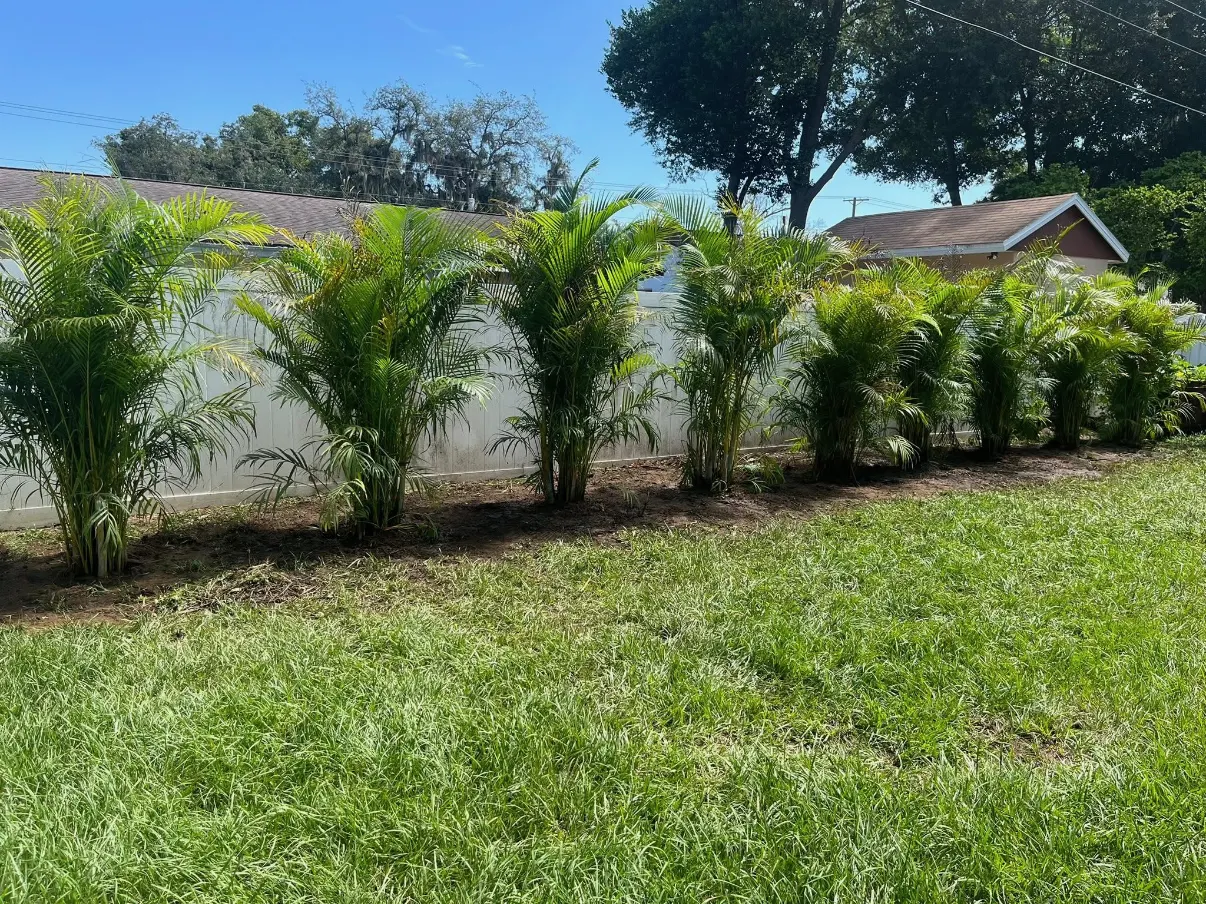 Palms installed along a residential fence line